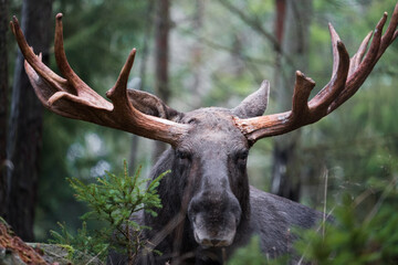 Moose bull with big antlers close up in forest with blurred background. Selective focus. - Powered by Adobe