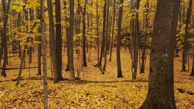 Drone shot looking down on large deciduous forest in full autumn color
