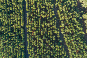 drone aerial view of a large pine tree plantation