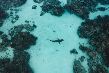 Top shot of a reef shark swimming underwater in Moorea, French Polynesia