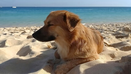 Dog is relaxing on the beach