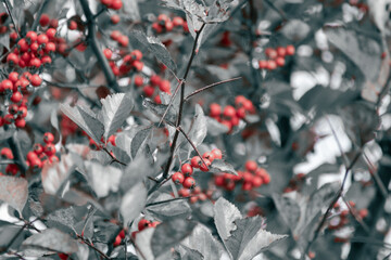 Red hawthorn berries on a tree branch. Colorless