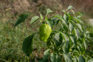 organic pepper varieties grown in the garden of the village house. Selective Focus Peppers.