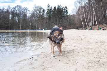 Dog having fun on the beach