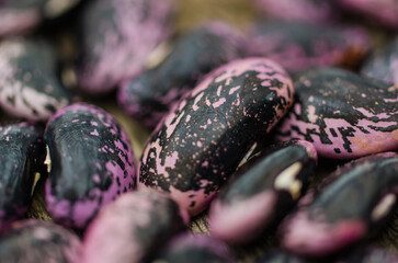 Feuerbohne (Phaseolus coccineus)