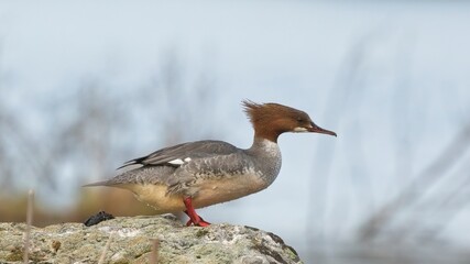 Close-up of merganser