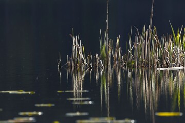 Nature is wonderful in the summer, especially in the morning