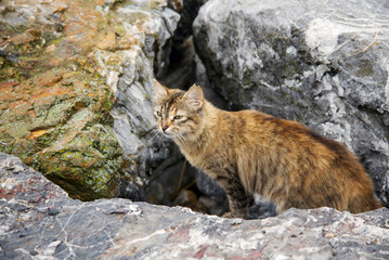 A fluffy brown cat is standing on the rocks and looking for prey.