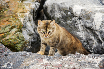 Fototapeta premium A fluffy brown cat is standing on the rocks and looking for prey.