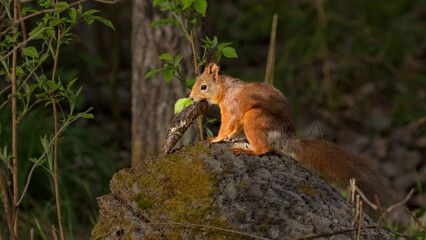 Squirrel with a pine cone in its mouth sitting on a rock in the sun