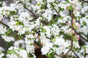 the tree is blooming in the garden