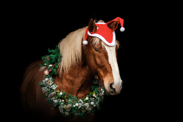 Portrait of a chestnut brown noriker coldblood horse wearing a red santa hat and a festive...