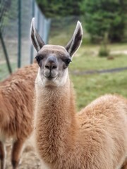 llama in the zoo