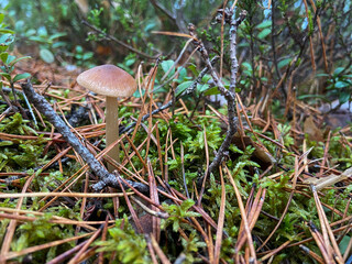 Mushroom in the forest, in the grass, in the moss. natural background. Mushroom picking season. Not an edible mushroom. Branches, dry needles of a Christmas tree.