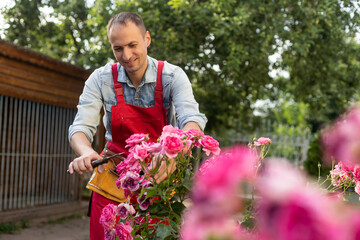 Gardener with garden pruning scissors pruning climbing roses . Pruning and Training Climbing Roses...