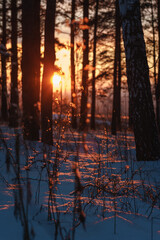 The setting sun on the snow in the forest between the trees.