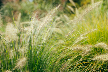 Pampas grass blowing in the wind. Pampas grass in the sky, Abstract natural background of soft plants Cortaderia selloana moving in the wind. Bright and clear scene.