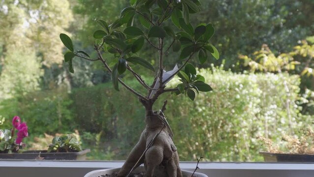 Ficus ginseng on the windowsill, indoor plant
