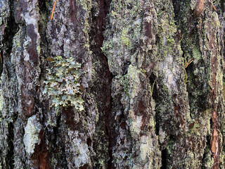  Wood texture, bark with green moss. Coniferous trees in the forest. Hiking and tourism concept. travel background.