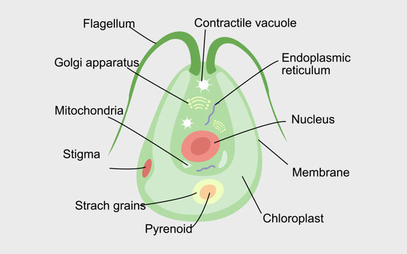 Vector Illustration of a Chlamydomonas. Biological Anatomy of Chlamydomonas.