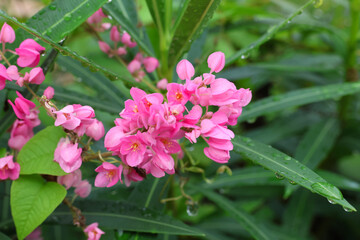Chain of love shape hearts, tiny flowers with pink color with droplets in nature background