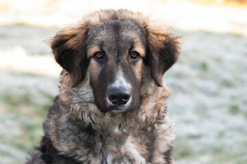 Sheepdog portrait