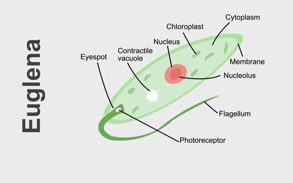 Vector Illustration of a Euglena. Biological Anatomy of Euglena with parts.