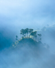 Fototapeta na wymiar minimalist portrait of a tree on a hilltop surrounded by misty morning fog