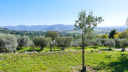 Fototapeta na wymiar Italian landscape: you can see olive trees, fields, and mountains, which are illuminated by the sun.