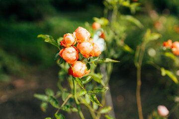 Delicate peach roses in a full bloom in the garden. Close-up photo. Dark green background. Orange floribunda rose in the garden. Garden concept. 