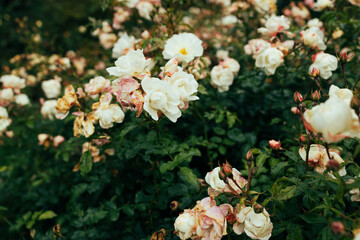 Obraz na płótnie Canvas Delicate peach roses in a full bloom in the garden. Close-up photo. Dark green background. Orange floribunda rose in the garden. Garden concept. 
