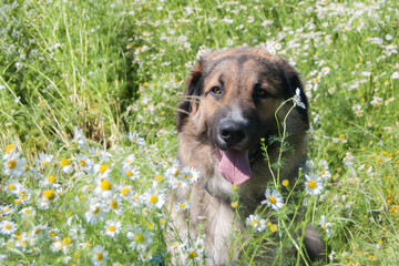 Dog with chamomile