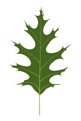 Leaf of Swamp Oak (Quercus palustris)