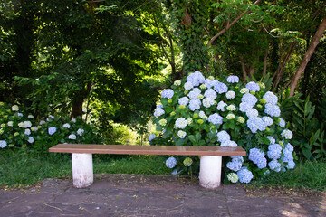 Empty bench with hydrangea flowers and a forest in the background