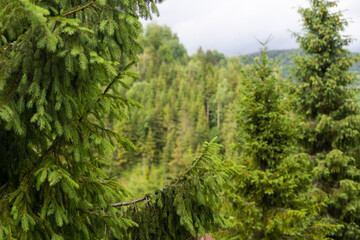 Obraz premium Atmospheric green forest landscape with firs in mountains. Mountain woodland.