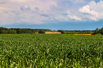 Green field of young corn with clean rows
