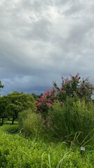 landscape with flowers and trees
