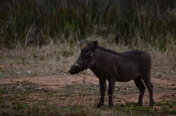 warthog in africa namibia on road animal