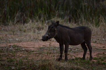 Naklejka na ściany i meble warthog in africa namibia on road animal
