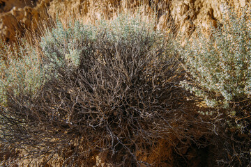 Dry bushes in the arid steppe. Abstract natural northern nature background.