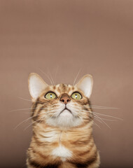 Funny muzzle of a Bengal cat on a brown background.