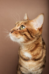 Funny muzzle of a Bengal cat on a brown background.