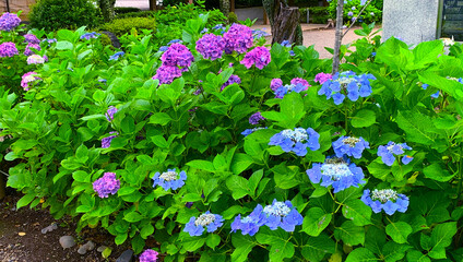 カラフルなアジサイ