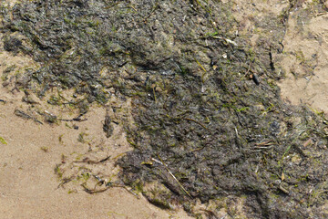Algae on the shore. Dirty algae
