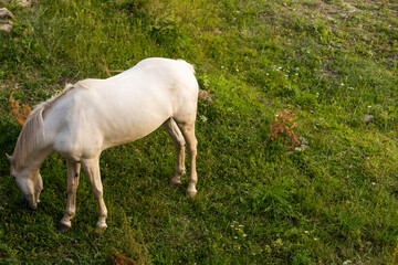 Obraz na płótnie Canvas Domestic Horse Grazing in the Meadow