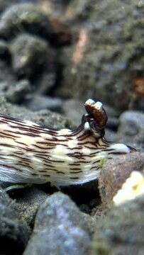 Vertical footage of a Jorunna parva sea creature with two tentacles swimming underwater
