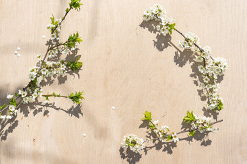 Spring blooming branches on wooden background. Apple blossoms.