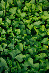 Close up tropical green leaves texture and abstract background. 