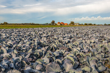Large field with harvest-ready organically grown red cabbage plants. The farm is visible in the background. The photo was taken in the Dutch province of North Brabant on a cloudy day in autumn. - Powered by Adobe