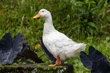 View of a beautiful white duck on top of a garden bench